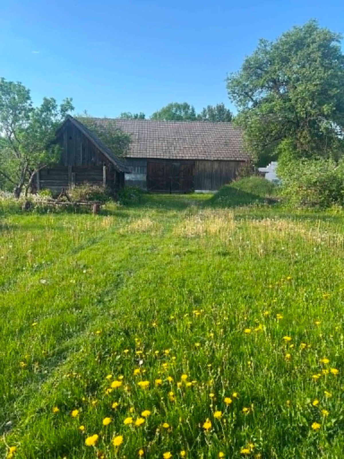Koszenie zarośniętej posesji — przed